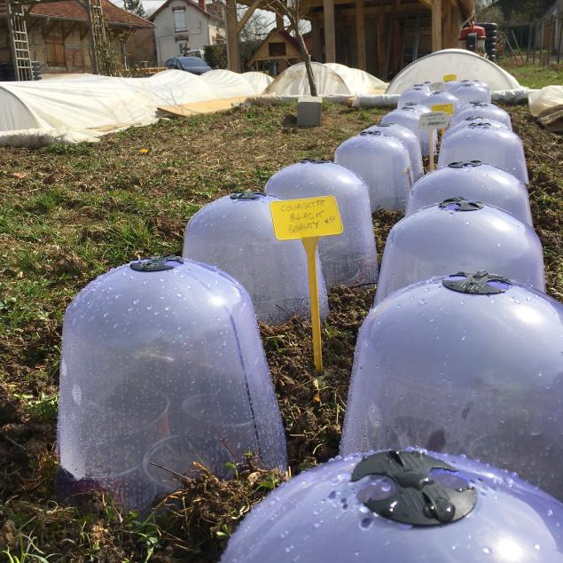 semis de courgettes sous cloche