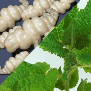 plant de Crosnes du Japon Bio