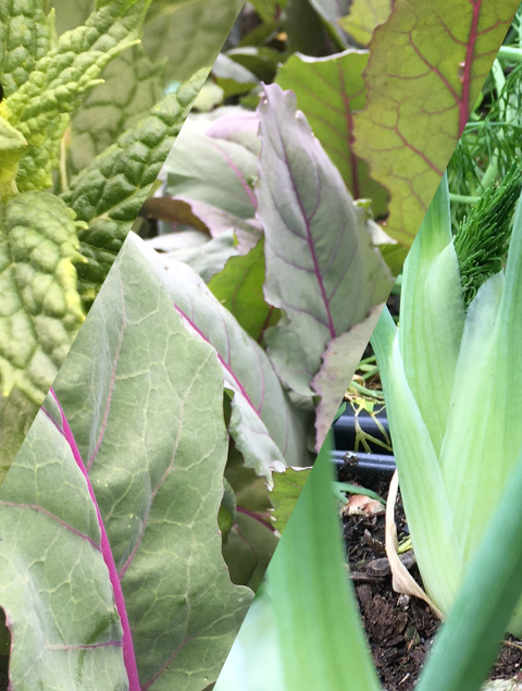 plants potagers bio 2025