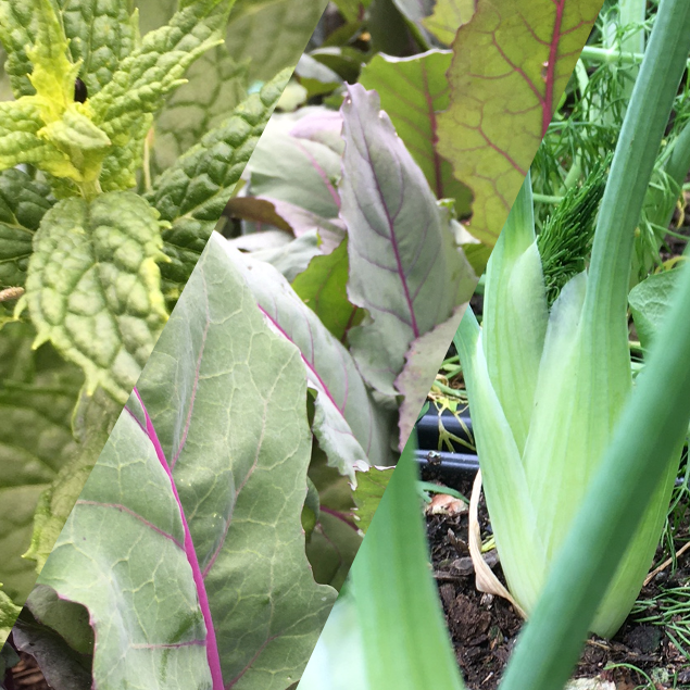 plants potagers bio 2025