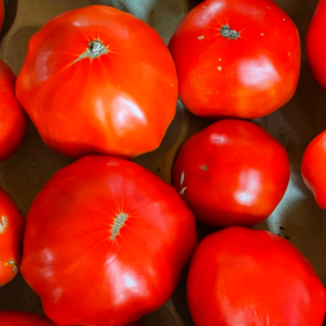 tomate-marmande-bio