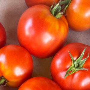 tomate-merveille-des-marches-bio