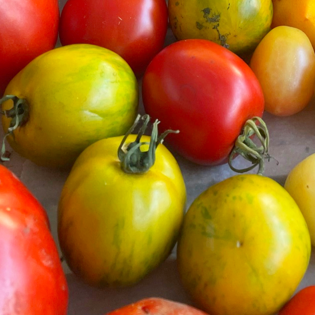 tomate-green-zebra-bio