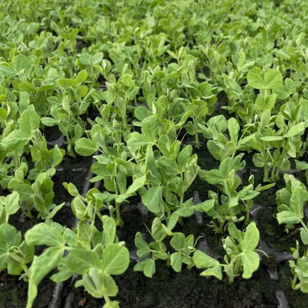 pois à écosser bio