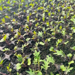 Plant de chou kale bio