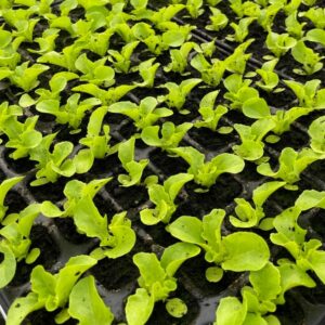 Laitue bio