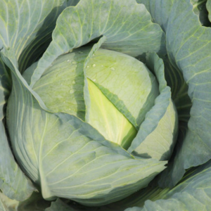Plant de Chou Cabus blanc Rond bio
